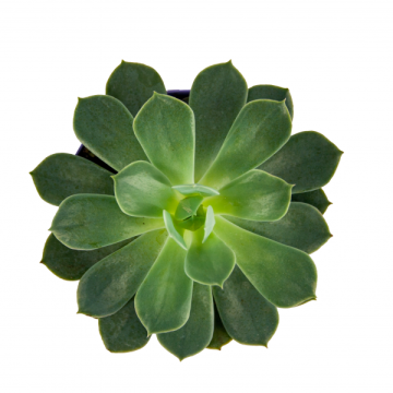 Echeveria Secunda Sukulent 8,5'luk Saksıda