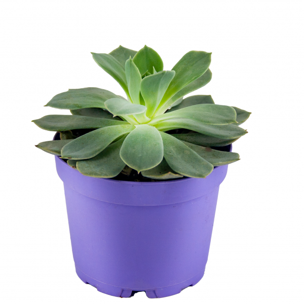 Echeveria Secunda Sukulent 8,5'luk Saksıda