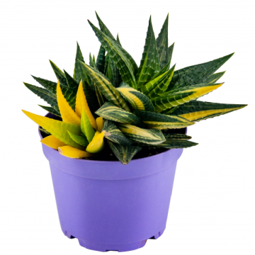 Özel Koleksiyon Albino Echeveria Limifolia Variegata Sukulent 8,5'luk Saksıda (Tek Ürün)