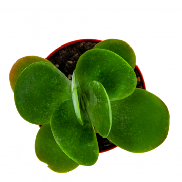 Kalanchoe  Thyrsiflora Sukulent 8,5'luk Saksıda