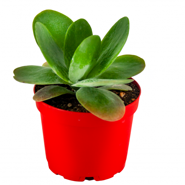 Kalanchoe  Thyrsiflora Sukulent 8,5'luk Saksıda