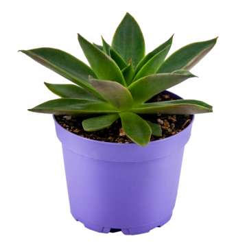 Echeveria Hybrid Mexico Sukulent 8,5'luk Saksıda