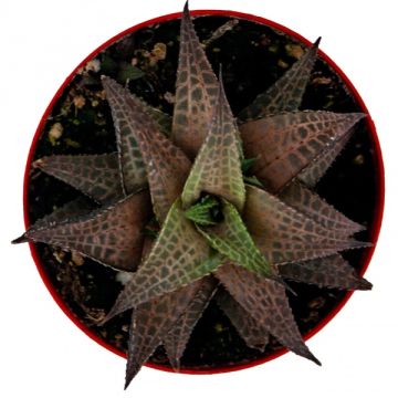 Haworthia Tessellata Sukulent 8,5'luk Saksıda