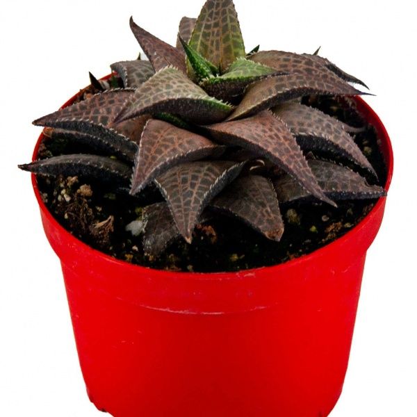 Haworthia Tessellata Sukulent 8,5'luk Saksıda