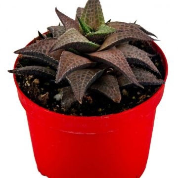 Haworthia Tessellata Sukulent 8,5'luk Saksıda