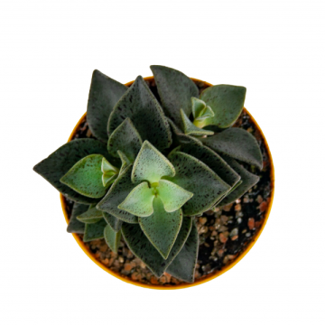 Lenophyllum Guttatum Sukulent 8,5'luk Saksıda