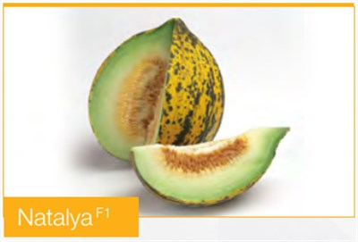 Natalya F1 Kırkağaç Kavun Fidesi