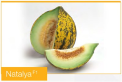 Natalya F1 Kırkağaç Kavun Fidesi