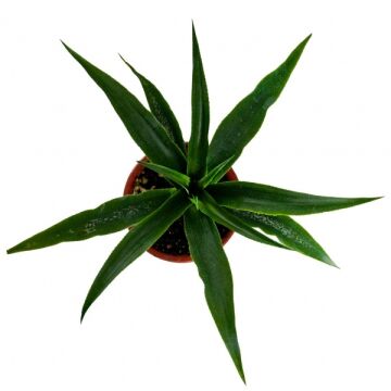 Ananas Meyve Fidanı