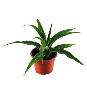 Ananas Meyve Fidanı