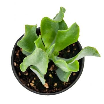 Crassula Ovata Undulata Büyük Sukulent (8,5'luk Saksıda)