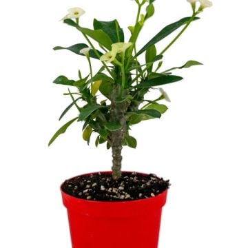 Euphorbia Milii Dikenler Tacı - Beyaz Çiçek (8,5'luk saksıda)