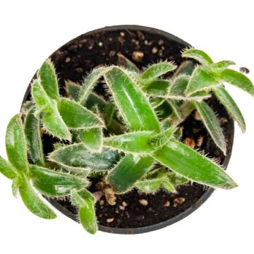 Tüylü Telgraf Çiçeği (Tradescantia Sillamontana) 8,5'luk Saksıda