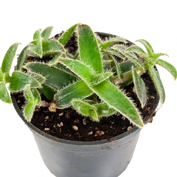 Tüylü Telgraf Çiçeği (Tradescantia Sillamontana) 8,5'luk Saksıda