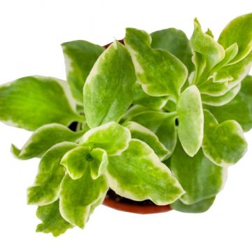 Alacalı Buz Çiçeği (Aptenia Variegata)