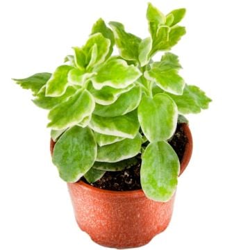 Alacalı Buz Çiçeği (Aptenia Variegata)