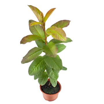 Tropikal Guava Fidanı