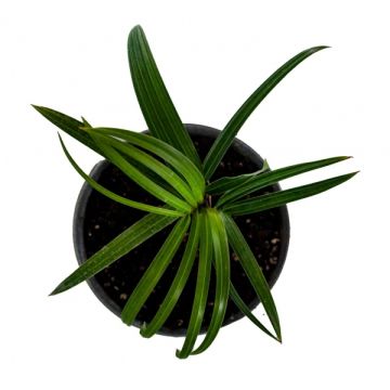 Palmiye Ağacı Fidanı (Üçgen Palmiye) - Neodypsis Decaryi