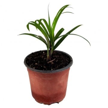 Palmiye Ağacı Fidanı (Üçgen Palmiye) - Neodypsis Decaryi