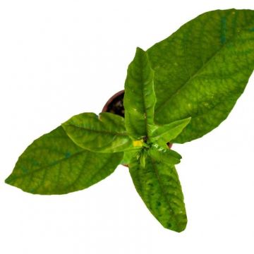 Passiflora Passion Fruit, Aşk Meyvesi, Çarkıfelek Fidanı (1 yaş)