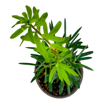 Porsuk Ağacı (Podocarpus Macrophyllus) Fidanı (1 yaş)