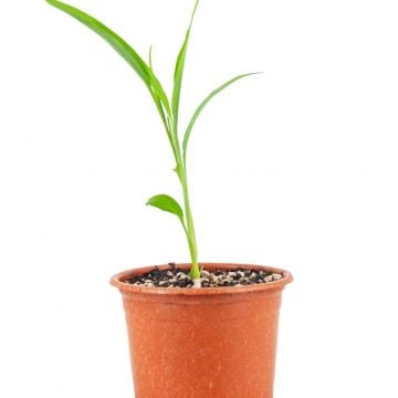 Zencefil Fidesi (1 Adet)