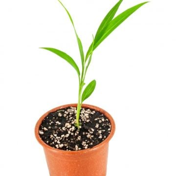 Zencefil Fidesi (1 Adet)