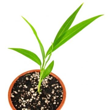 Zencefil Fidesi (1 Adet)