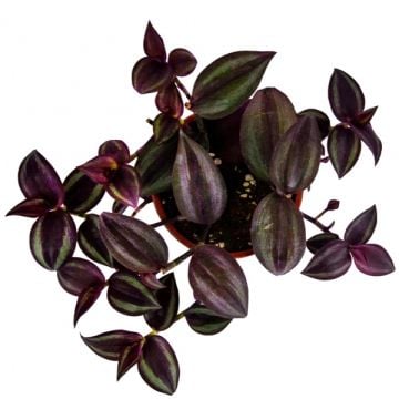 Telgraf Çiçeği (Tradescantia Zebrina) 10'luk Saksıda