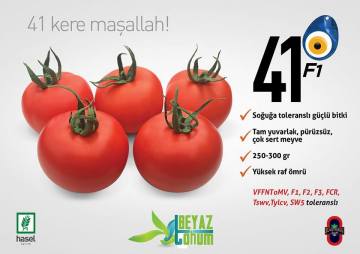 Stil 41 F1 Domates Fidesi