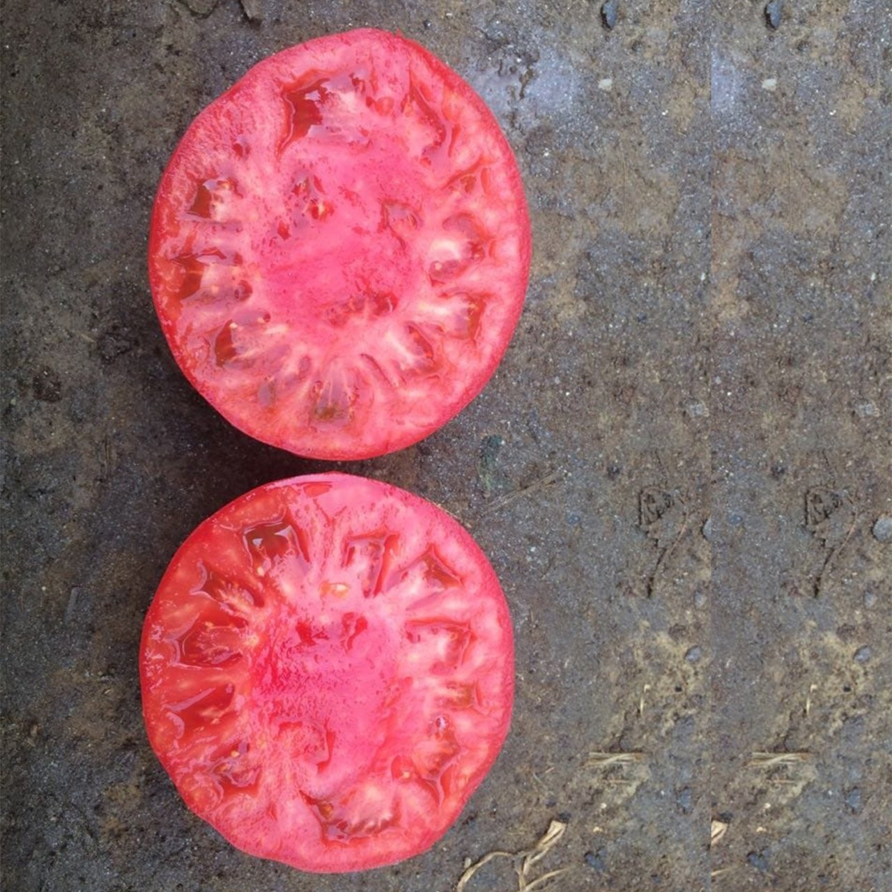 Verda F1 Pembe Domates Tohumu