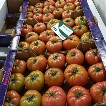 Pink Star F1 Pembe Domates Fidesi