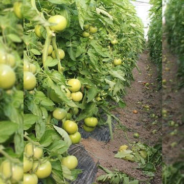 Pink Star F1 Pembe Domates Fidesi