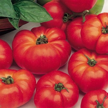 Marmande Domates Tohumu