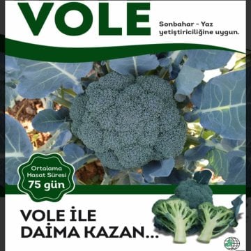 Vole F1 Brokoli Fidesi
