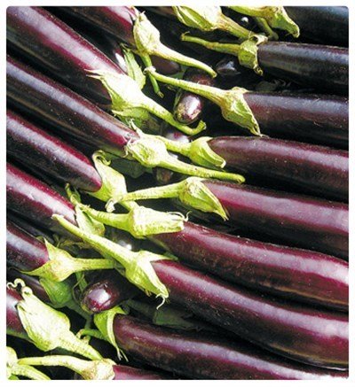 Halep Karası Patlıcan Tohumu