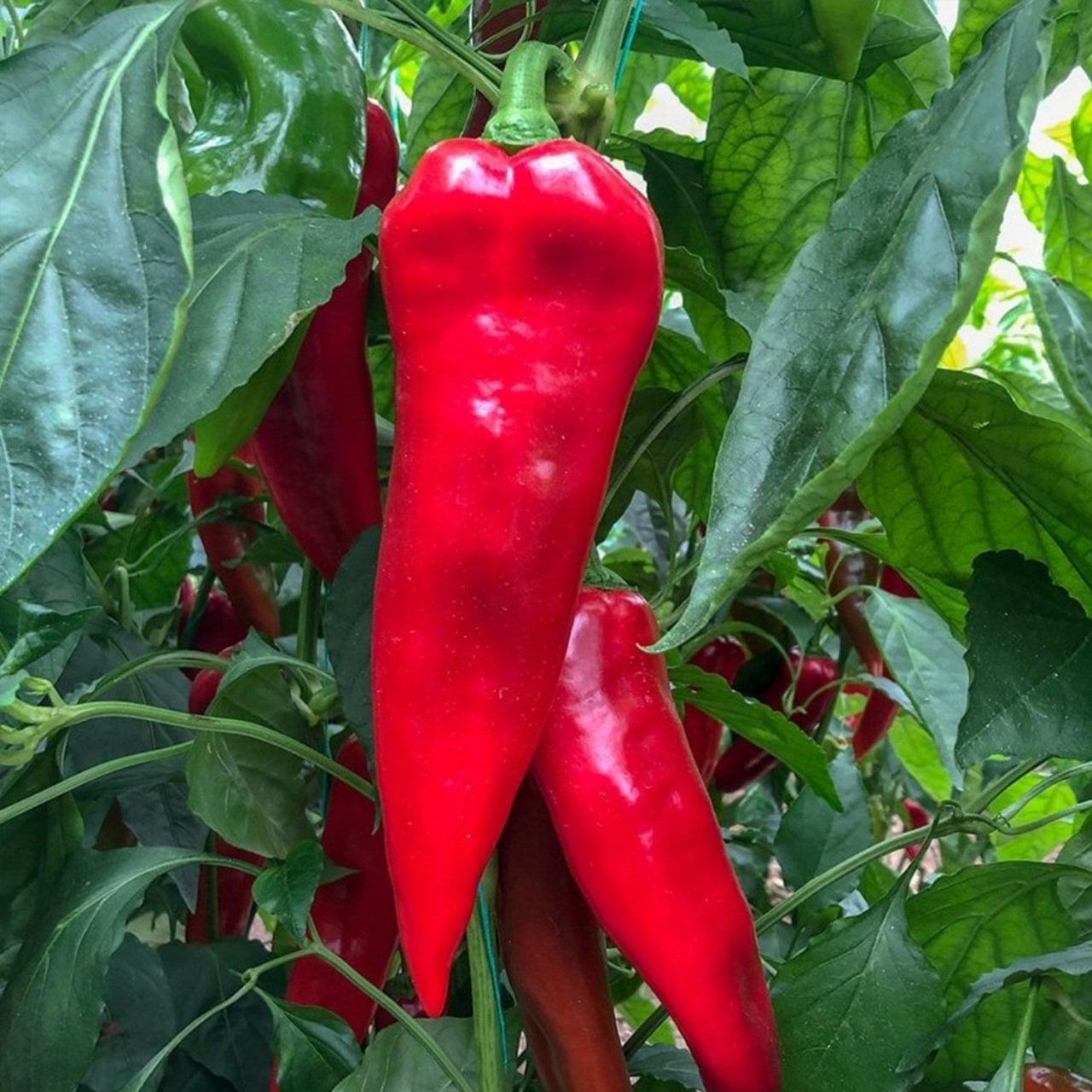 Salçalık Yağlık Kapya Biber Fidesi