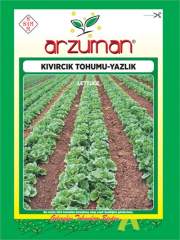 Kıvırcık Marul Tohumu