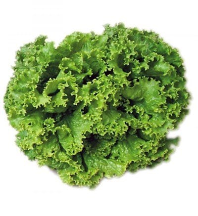 Arapsaçı Kıvırcık Marul Tohumu