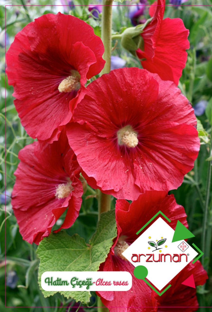 Hatmi Çiçeği Tohumu 50 Adet