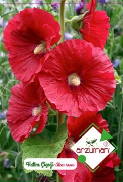 Hatmi Çiçeği Tohumu 50 Adet