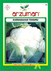 Karnabahar Tohumu
