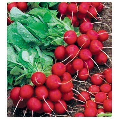 Fındık Turp Tohumu