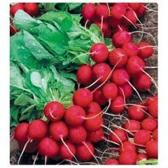 Fındık Turp Tohumu