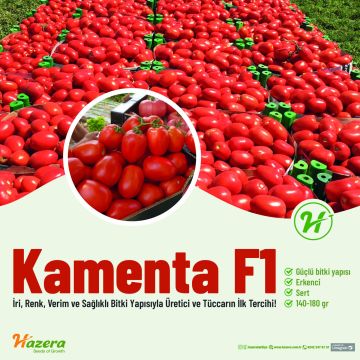 Kamenta F1 Salçalık Domates Fidesi