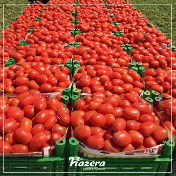 Kamenta F1 Salçalık Domates Fidesi