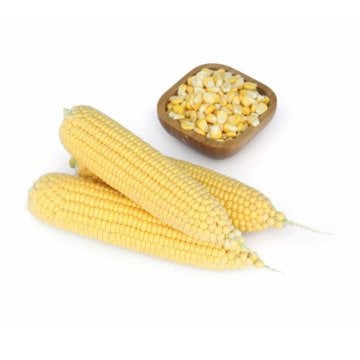 Vega F1 Tatlı Süt Mısır Tohumu 10.000 Adet