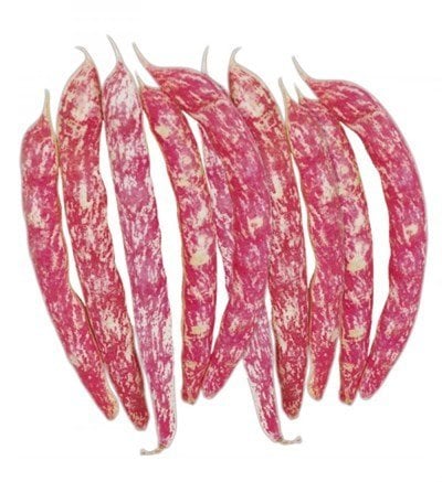 Oturak Barbunya Tohumu