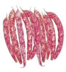 Oturak Barbunya Tohumu