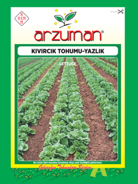 Yazlık Kıvırcık Marul Tohumu